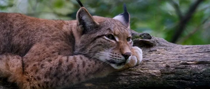 别再乱投达人了！薇诺娜这套KOC打法，双11狂卖1亿+