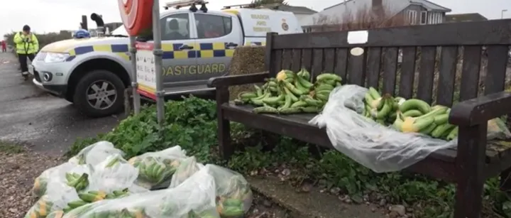 突发！18 个集装箱坠海，大量香蕉冲上海岸