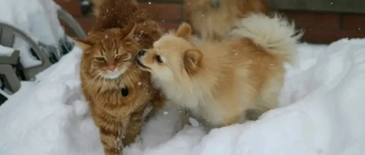 海外溢價53倍！“自加熱”妥妥的寵物賽道流量密碼