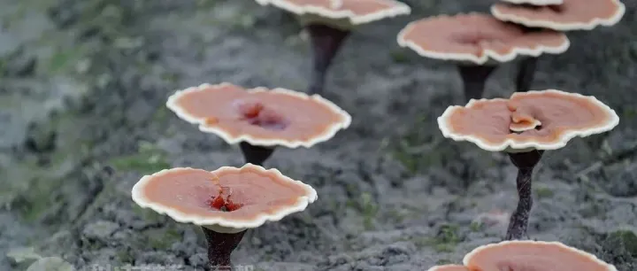 Reishi: Anti-Aging Ally for Women