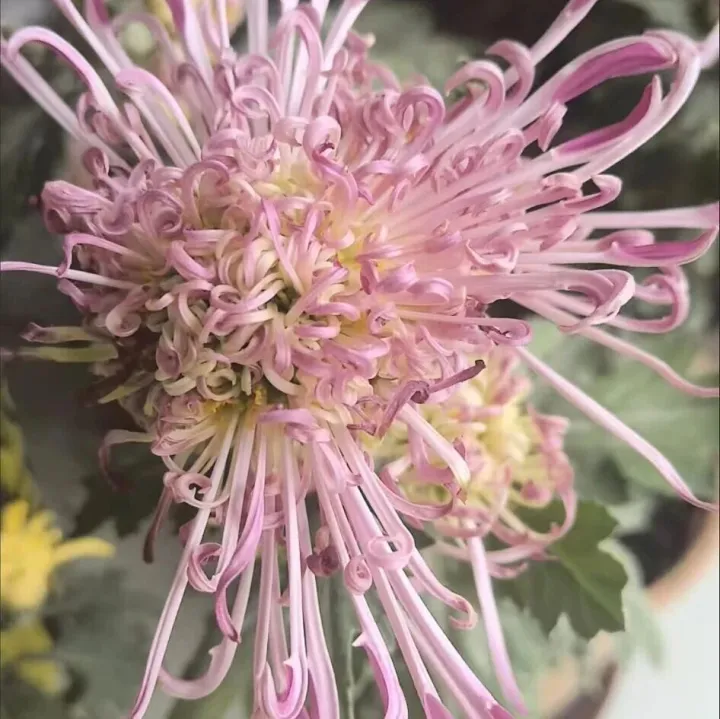 人民币年底能否“破7”？或将实现5年来最强年度表现！