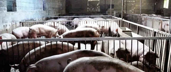 柞水县瓦房口镇金台村苏陕协作生猪养殖项目顺利推进