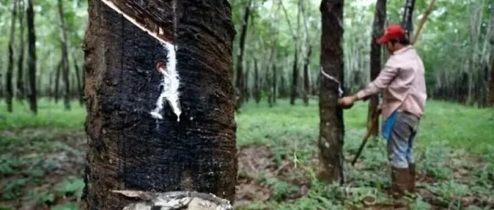 柬埔寨橡胶前10月营收突破6.36亿美元