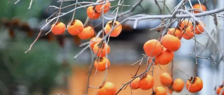 为何摄影人喜欢拍柿子树？怎么拍才感觉