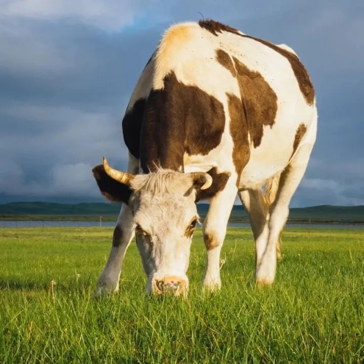 蒙牛(2319.HK)用五年沉淀，拼出下一个五年的领跑权