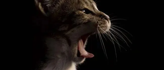 跨境电商公司数量暴涨！