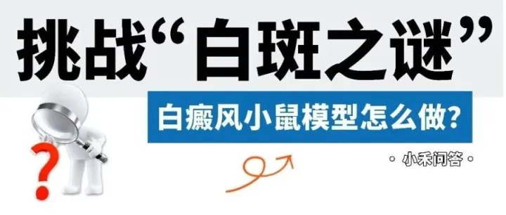 小禾问答(27) | 挑战“白斑之谜”—白癜风小鼠模型怎么做？
