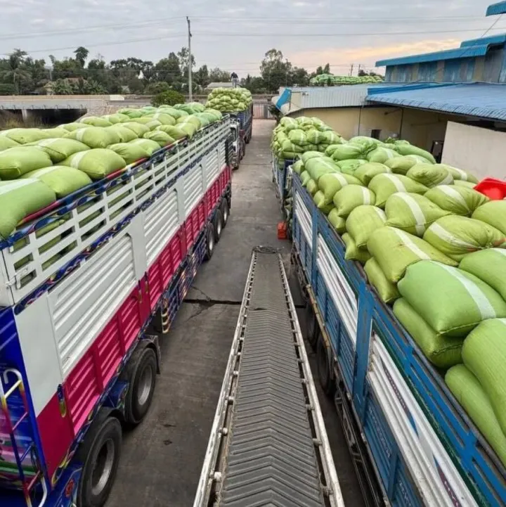 马德望省智慧农业项目完成1.5万吨优质水稻收割