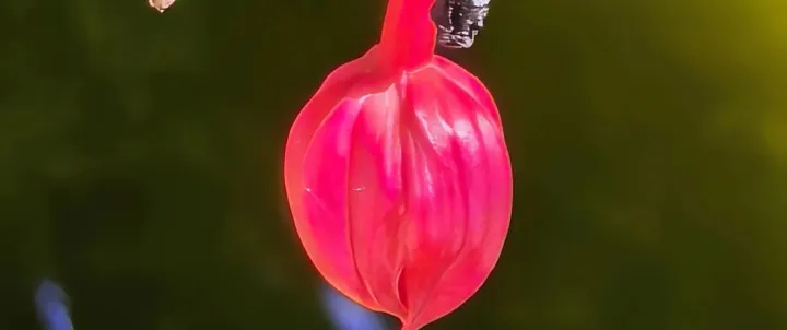 思想文化只可能积累很难学习