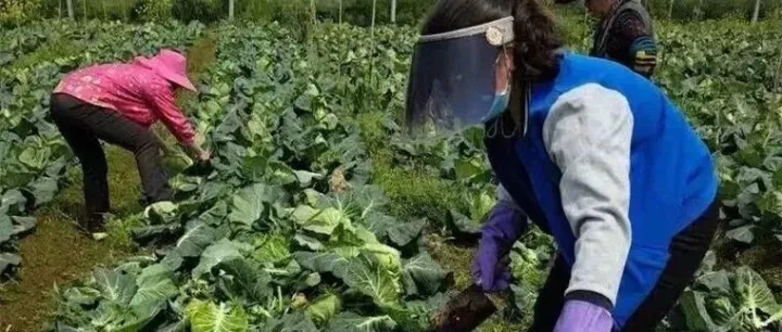 从种地到育苗，云南90后年销破100万元，一单卖出种苗60万棵