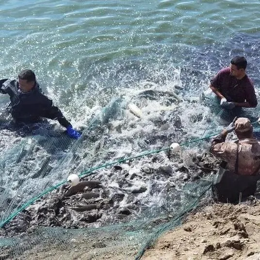 荒滩起渔歌 碧水润振兴——乌尔禾区黄羊泉渔场以“渔”破题撬动多元发展