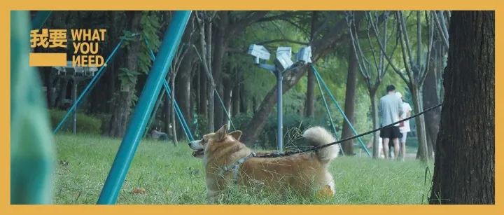 原来人可以有三天秋假。