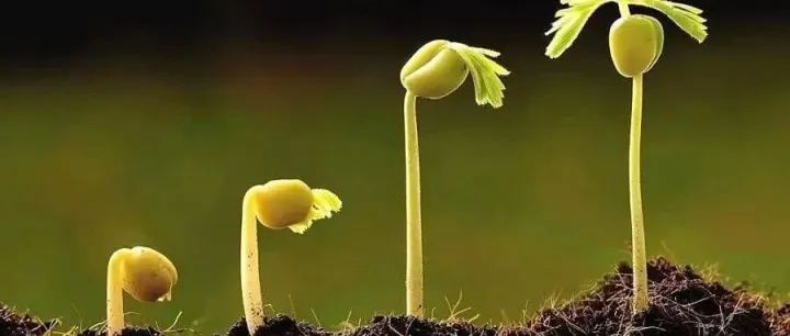 洞察国有投资机构激励与<em>容错</em>机制最新现状