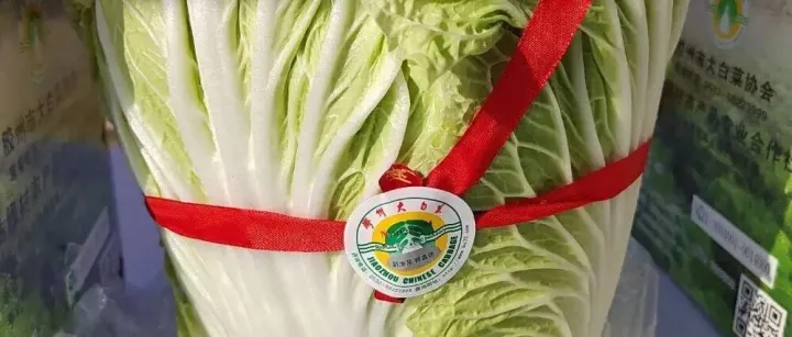 白菜也能卖“天价”！35元1棵、亩产2.5万元，这些高价大白菜，你种了吗？