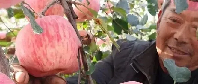 <em>苹果</em>大减产，优质<em>果</em>不足15%！价格高却不赚钱，果农应该<em>怎么</em>办？