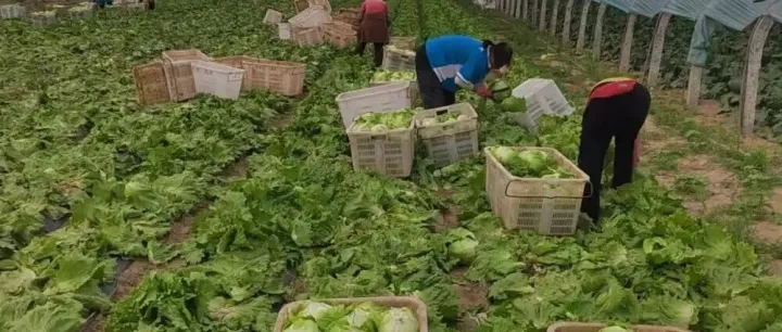 菜价又涨了！圆生菜产地价达7元，大白菜即将破1元，还能涨多久？