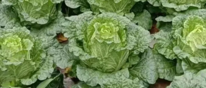 大白菜破1元/斤，小米辣25元/斤！云南农业有多牛？有人靠种地年销1000万