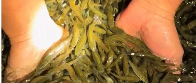 水产养殖“养得累、控不住、风险大、赚得少”？