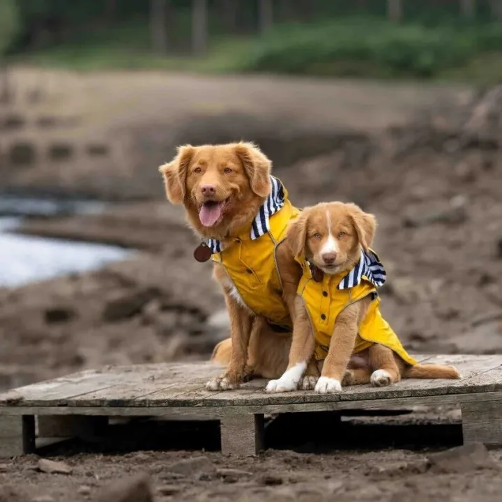 出海观察|全球宠物服装市场分析及趋势预测