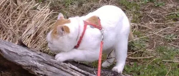 12月11日晚21:30，失踪人口回归，微信urelaine666，不定时上新，卖完即删