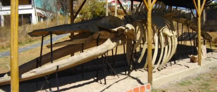 Bolivia has ONE <em>Whale</em>: The Ocean at 3,600 Meters Above Sea Level