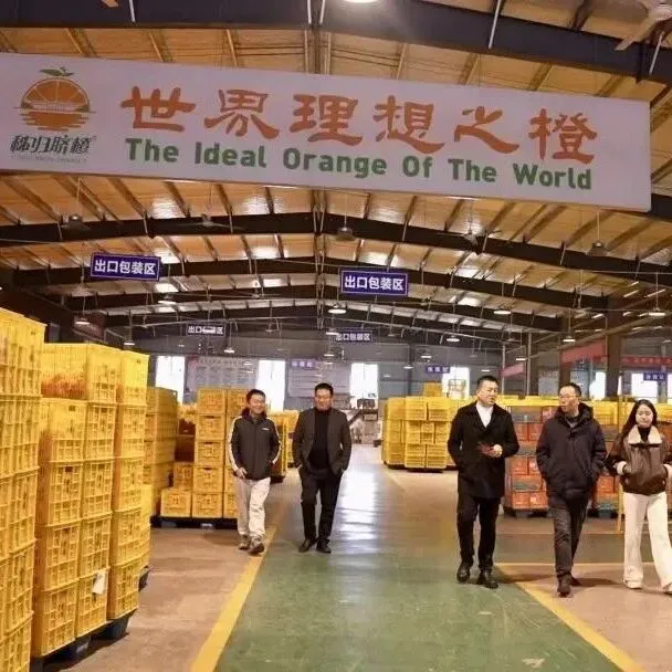 伯位数智董事长赵鸿董事长赵鸿带队深入秭归脐橙产区一线考察