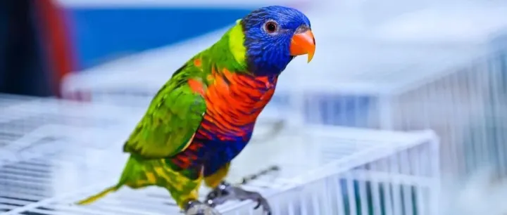 报告：Z世代推动<em>鸟类</em>和小宠拥有量增长