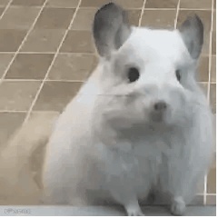 龙猫小手比耶动图