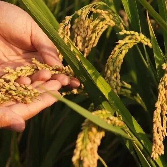 有机肥，为啥突然成了风口上的“黄金赛道”？