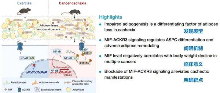 可成药，有疗效！细胞通讯挖掘单细胞数据，这篇Cell Metabolism不容错过！