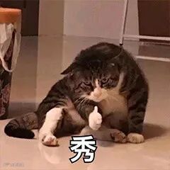 秀!(猫咪竖大拇指点赞)_猫咪_点赞_大拇指表情