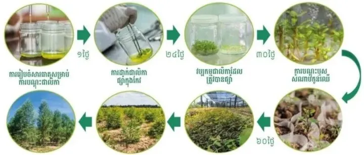 中国企业布局柬埔寨拟打造全产业链项目