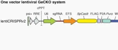 GeCKO文库扩增避坑指南｜如何实现无偏好、高保真的sgRNA覆盖