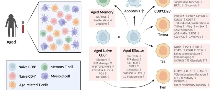 Nature Aging！揭秘逆转免疫衰老新靶点