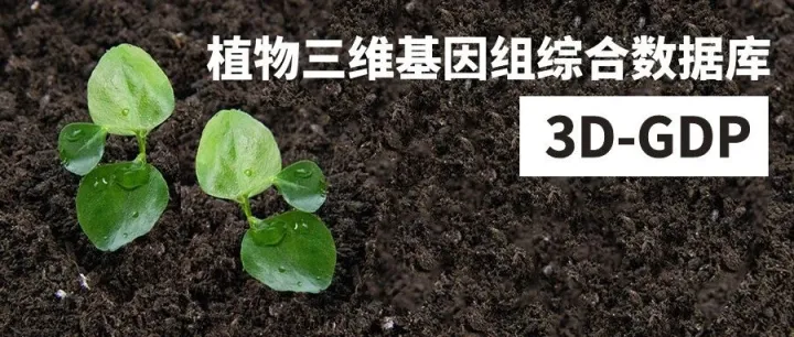 植物三维基因组综合数据库——3D-GDP