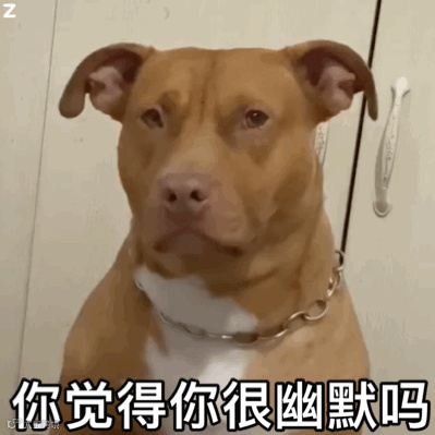 你觉得你很幽默吗(狗狗表情包)