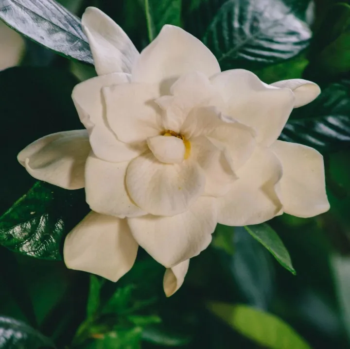 HPLC专属方案，精准测定栀子配方颗粒