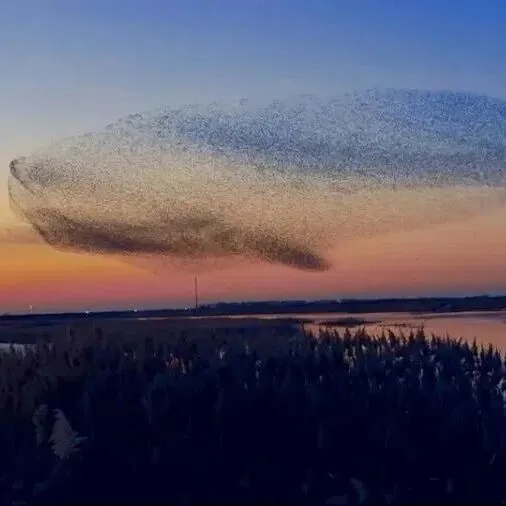 谈谈出海 | 山东数十万候鸟迁徙化身“巨鲸”奇景　网惊叹：《逍遥游》竟是真的