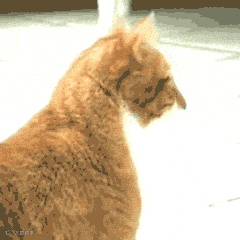 猫咪回头四连动图表情包