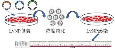 基因编辑进入“LvNP时代”：递送技术的全新突破