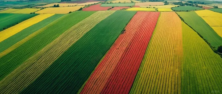 美国取消巴西农产品关税，缓解通胀兼顾贸易合作