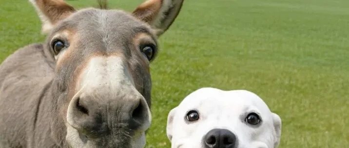 Edge-TTS配音无法使用的临时解决办法