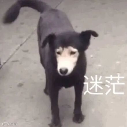 迷茫(狗子)_狗子_迷茫表情