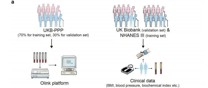 数据挖掘建模！衰老蛋白时钟ProteAge！牛