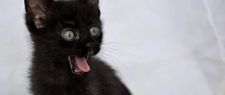 GPT-5.2全力出击！碾压44类专业工作，实测编程同价位无对手、深度推理封神，但速度太拉胯了