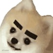 狗狗挑眉动图表情包_狗狗_挑眉动表情