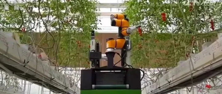 “焊接、零售、采摘、康养”多点开花，机器人厂商让“具身智能”落地具象化