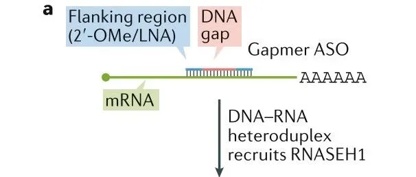 突破ASO研发瓶颈！靶点精准筛选与序列优化实战全解析（上）