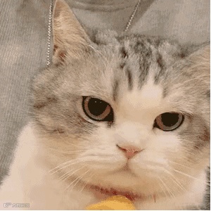 猫咪邪魅一笑动图表情包