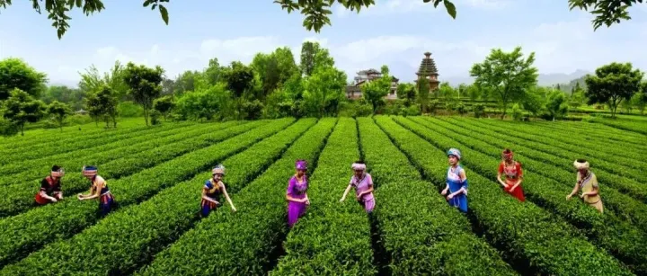 【出海案例】恩施芭山茶叶公司出口融资遇难题，现金流问题如何解决？